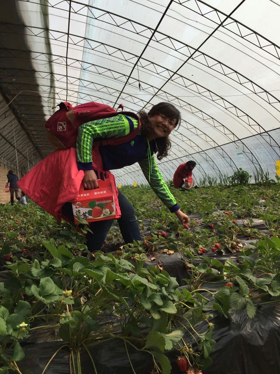 采摘草莓